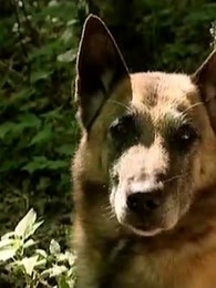 警犬出击精彩内容