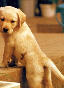 有笑有泪！盘点10大经典银幕汪星人