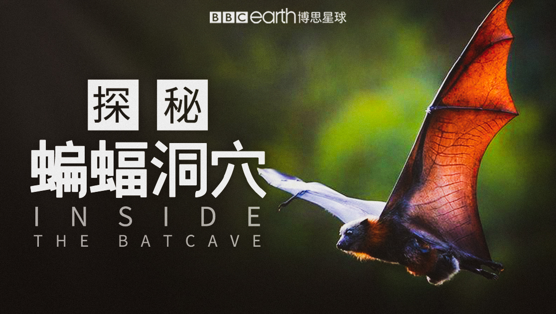 探秘蝙蝠洞穴