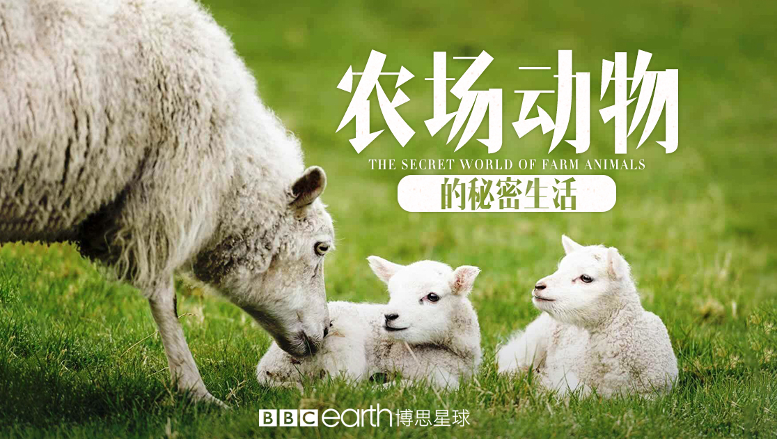 农场动物的秘密生活